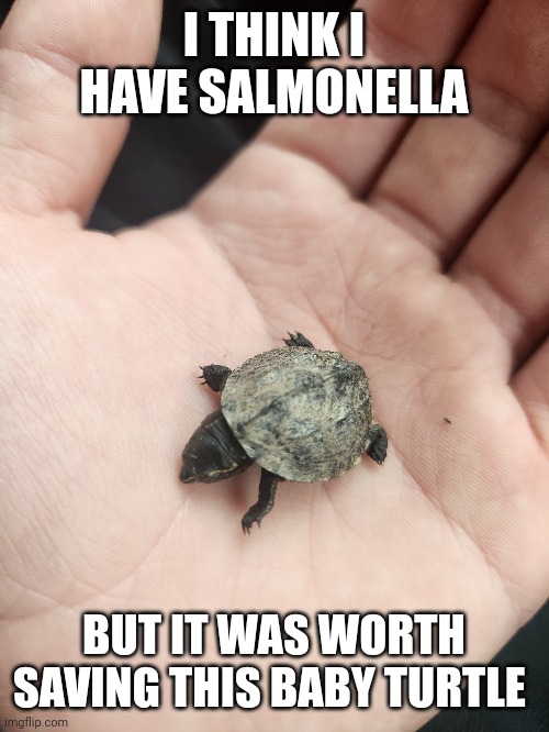 I THINK I HAVE SALMONELLA; BUT IT WAS WORTH SAVING THIS BABY TURTLE | made w/ Imgflip meme maker