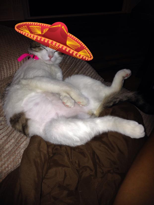 High Quality Mexican cat  Blank Meme Template