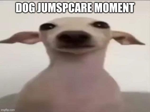 dogbby | DOG JUMSPCARE MOMENT | image tagged in dogbby | made w/ Imgflip meme maker