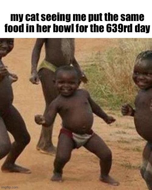 shes always begging for food | my cat seeing me put the same food in her bowl for the 639rd day | image tagged in memes,third world success kid | made w/ Imgflip meme maker