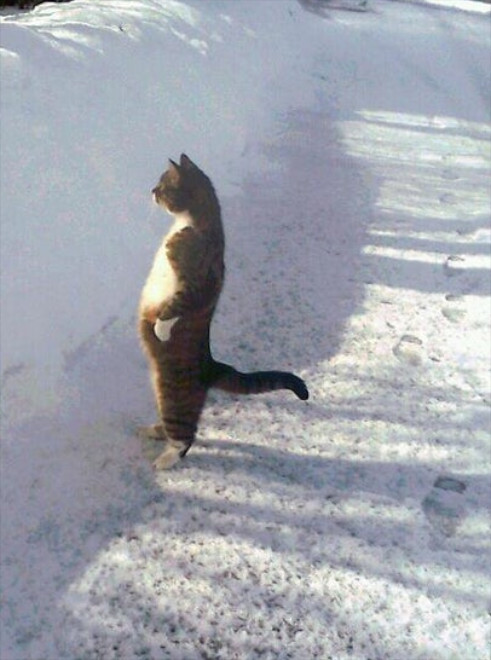 High Quality Cat standing in snow Blank Meme Template