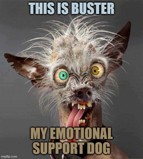 ugly dog 2.0 | THIS IS BUSTER; MY EMOTIONAL SUPPORT DOG | image tagged in ugly dog 2 0 | made w/ Imgflip meme maker