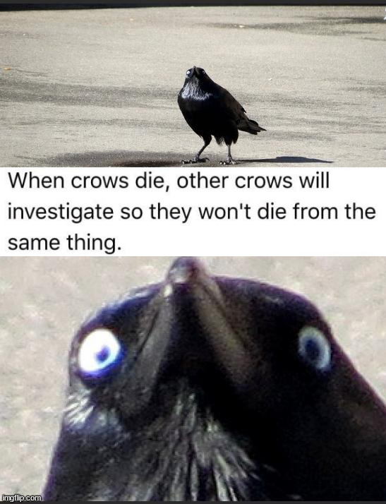 insanity crow | image tagged in insanity crow | made w/ Imgflip meme maker