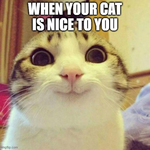 Smiling Cat | WHEN YOUR CAT IS NICE TO YOU | image tagged in memes,smiling cat | made w/ Imgflip meme maker