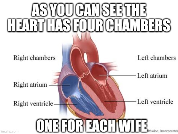 i think i got 5 | AS YOU CAN SEE THE HEART HAS FOUR CHAMBERS; ONE FOR EACH WIFE | image tagged in wife,heart,muslim | made w/ Imgflip meme maker