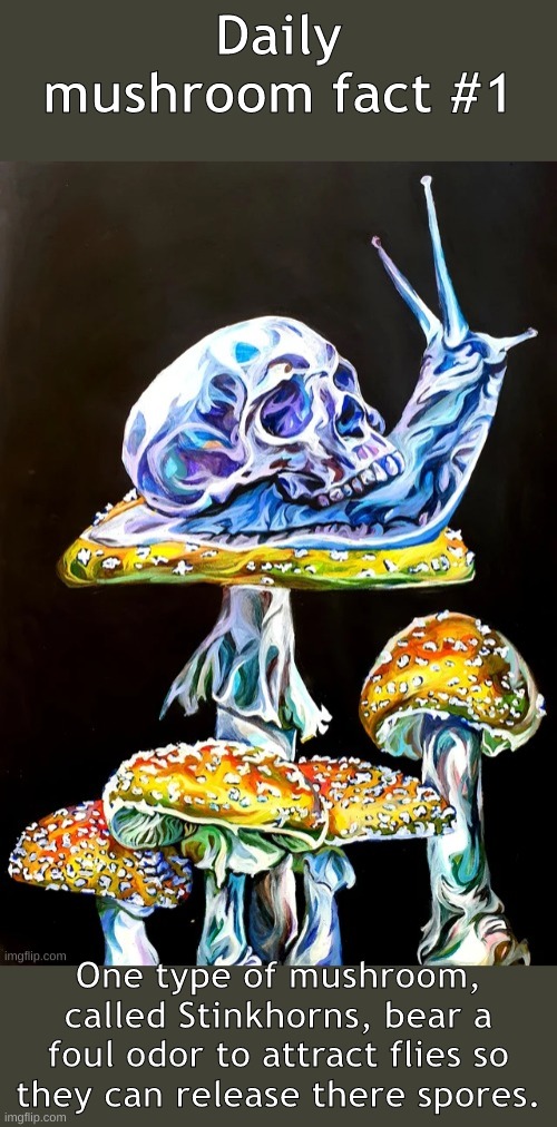 I am gonna do this every day now | Daily mushroom fact #1; One type of mushroom, called Stinkhorns, bear a foul odor to attract flies so they can release there spores. | image tagged in gnib_jr's mushroom fact template | made w/ Imgflip meme maker