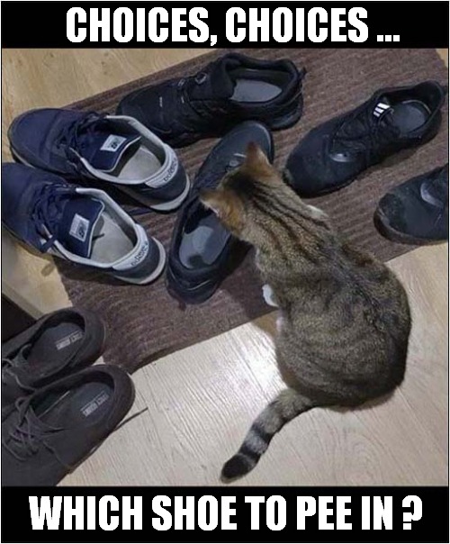Decision Time ! | CHOICES, CHOICES ... WHICH SHOE TO PEE IN ? | image tagged in cats,decisions,choices,shoes,peeing | made w/ Imgflip meme maker