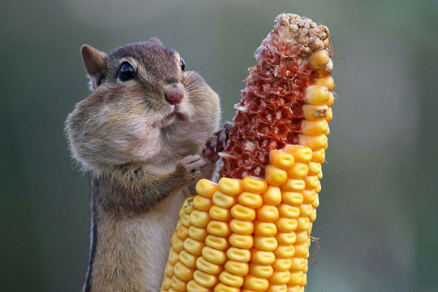 Chipmunk feast Blank Meme Template