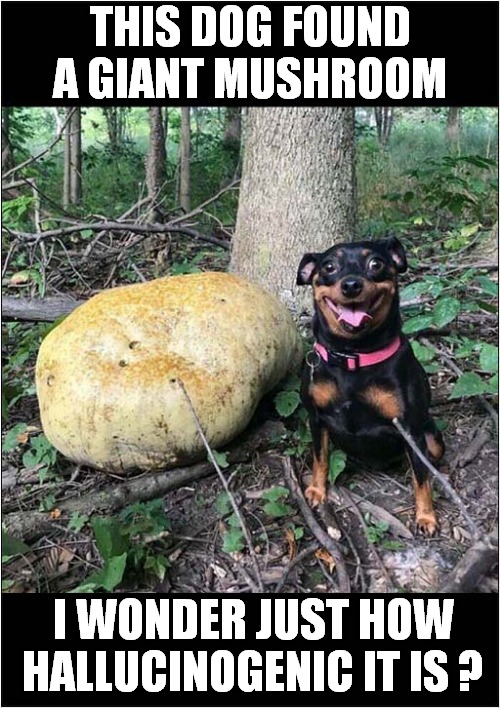 Look At Those Eyes ! | THIS DOG FOUND A GIANT MUSHROOM; I WONDER JUST HOW HALLUCINOGENIC IT IS ? | image tagged in dogs,mushrooms,hallucinate | made w/ Imgflip meme maker