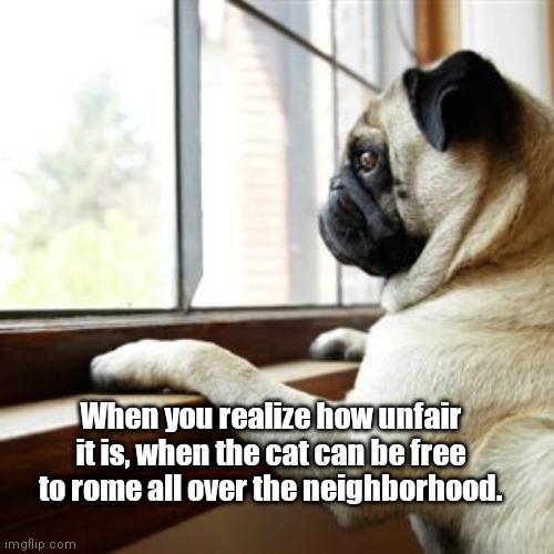 Unfair | When you realize how unfair it is, when the cat can be free to rome all over the neighborhood. | image tagged in when will my husband return from war,unfair,funny dogs | made w/ Imgflip meme maker