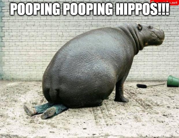 Fat hippo | POOPING POOPING HIPPOS!!! | image tagged in fat hippo | made w/ Imgflip meme maker