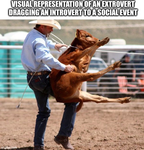 I’m the introvert | VISUAL REPRESENTATION OF AN EXTROVERT DRAGGING AN INTROVERT TO A SOCIAL EVENT | image tagged in cow,introvert | made w/ Imgflip meme maker