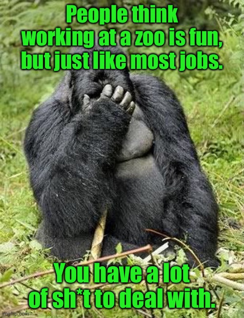 Working in a zoo is fun | People think working at a zoo is fun, but just like most jobs. You have a lot of sh*t to deal with. | image tagged in gorilla facepalm,zoo is fun think again,like most jobs,shit to deal with,dark humour | made w/ Imgflip meme maker