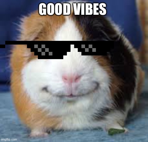 Guinea Pig | GOOD VIBES | image tagged in guinea pig,funny,memes | made w/ Imgflip meme maker