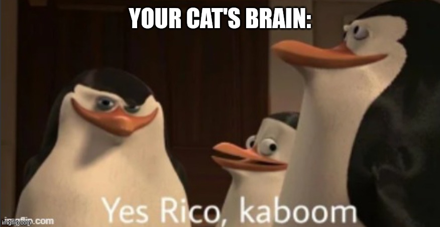 Yes Rico kaboom | YOUR CAT'S BRAIN: | image tagged in yes rico kaboom | made w/ Imgflip meme maker
