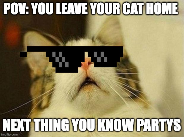 Scared Cat | POV: YOU LEAVE YOUR CAT HOME; NEXT THING YOU KNOW PARTYS | image tagged in memes,scared cat | made w/ Imgflip meme maker
