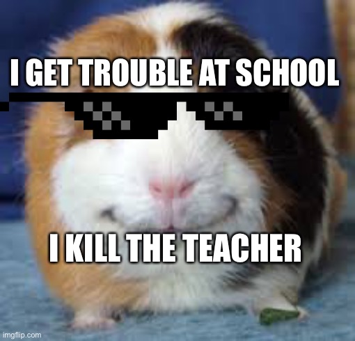 Guinea Pig | I GET TROUBLE AT SCHOOL; I KILL THE TEACHER | image tagged in guinea pig | made w/ Imgflip meme maker