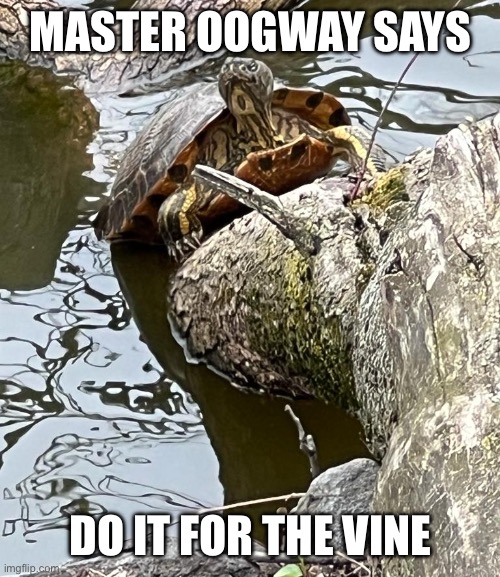 Master Oogway | MASTER OOGWAY SAYS; DO IT FOR THE VINE | image tagged in master oogway,vine,vines,turtle,turtles | made w/ Imgflip meme maker