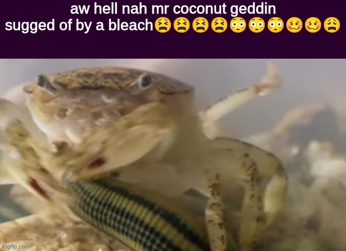 aw hell nah mr coconut geddin sugged of by a bleach | image tagged in aw hell nah mr coconut geddin sugged of by a bleach | made w/ Imgflip meme maker