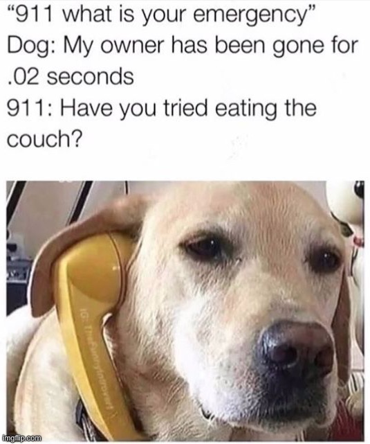 image tagged in memes,funny,dogs | made w/ Imgflip meme maker