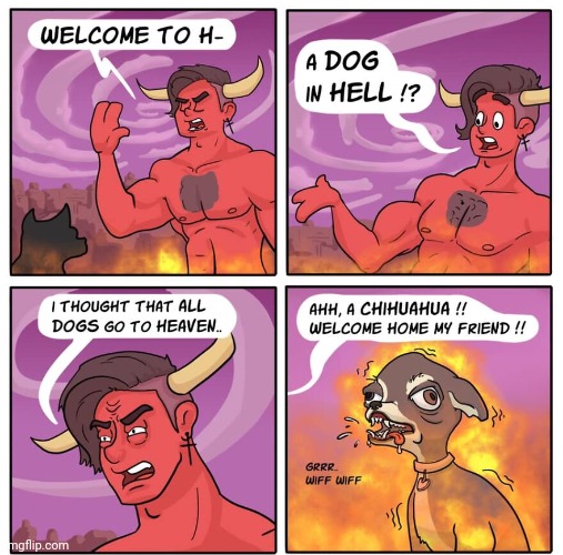 Chihuahua | image tagged in chihuahua,dog,hell,dogs,comics,comics/cartoons | made w/ Imgflip meme maker