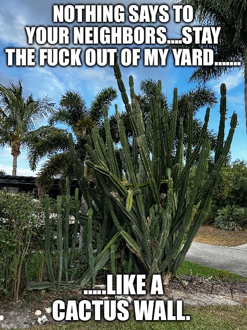 Stay out | NOTHING SAYS TO YOUR NEIGHBORS….STAY THE FUCK OUT OF MY YARD……. …..LIKE A CACTUS WALL. | image tagged in neighbors,neighborhood | made w/ Imgflip meme maker
