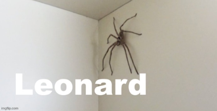 funni spider | image tagged in funny,spider | made w/ Imgflip meme maker