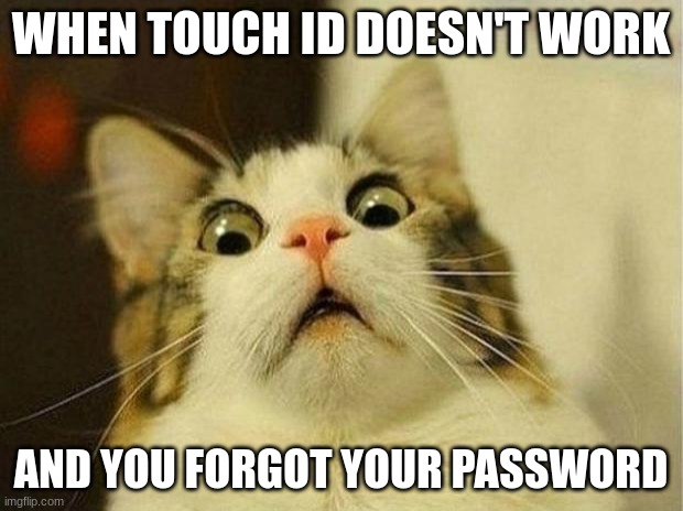 Scared Cat Meme | WHEN TOUCH ID DOESN'T WORK; AND YOU FORGOT YOUR PASSWORD | image tagged in memes,scared cat | made w/ Imgflip meme maker