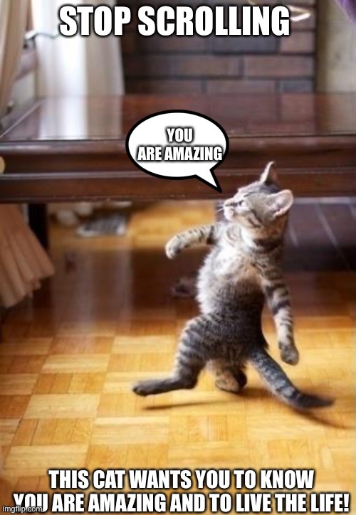 :) | STOP SCROLLING; YOU ARE AMAZING; THIS CAT WANTS YOU TO KNOW YOU ARE AMAZING AND TO LIVE THE LIFE! | image tagged in memes,cool cat stroll | made w/ Imgflip meme maker