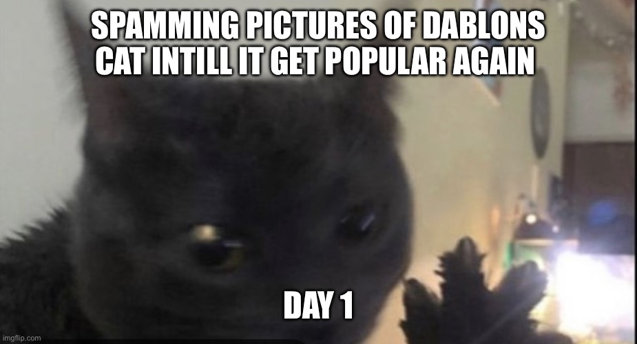 Dablons | SPAMMING PICTURES OF DABLONS CAT INTILL IT GET POPULAR AGAIN; DAY 1 | image tagged in dablons | made w/ Imgflip meme maker