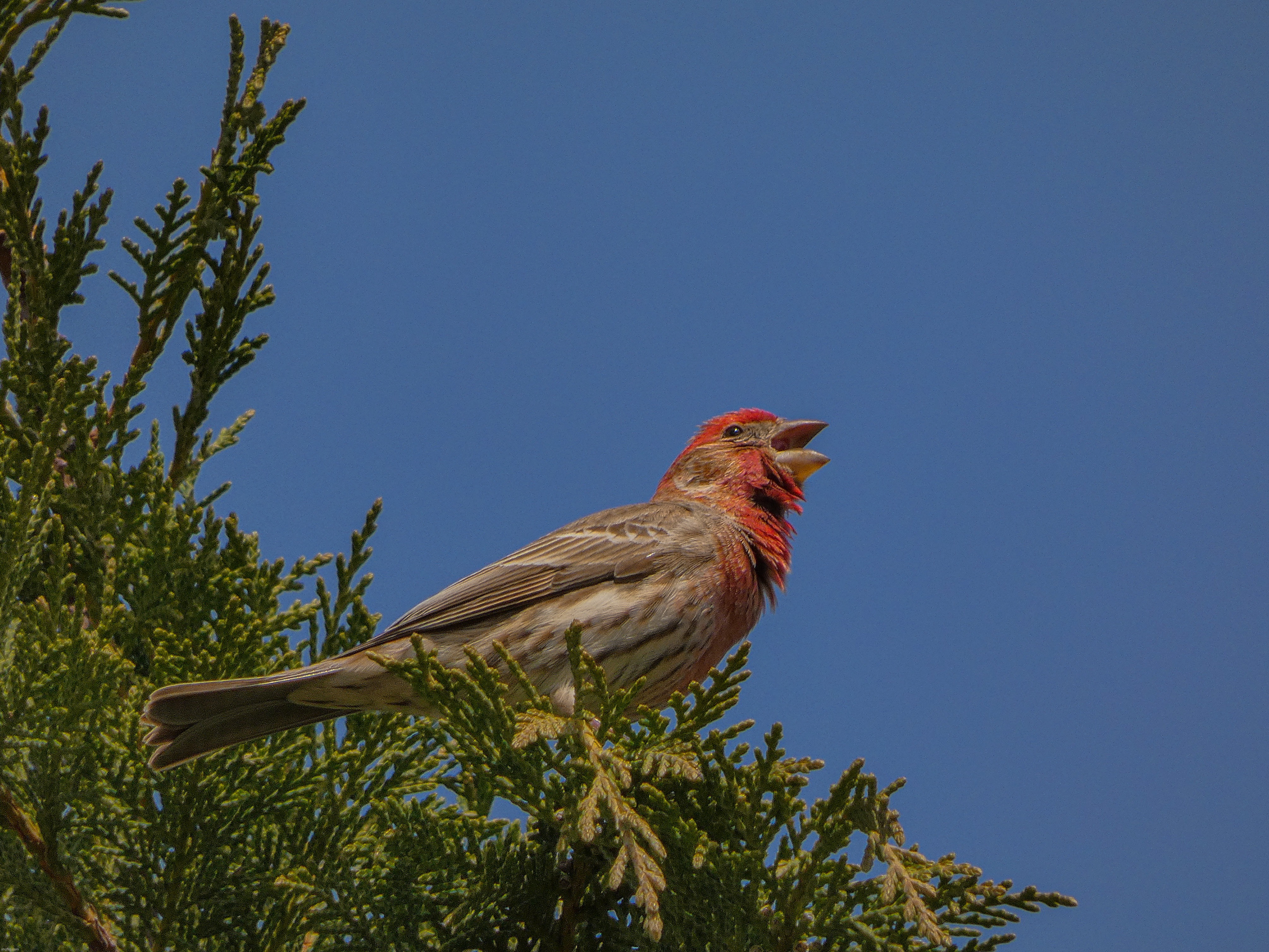 A picture of a House Finch that I snapped while he was in the middle of his song today | image tagged in share your own photos | made w/ Imgflip meme maker