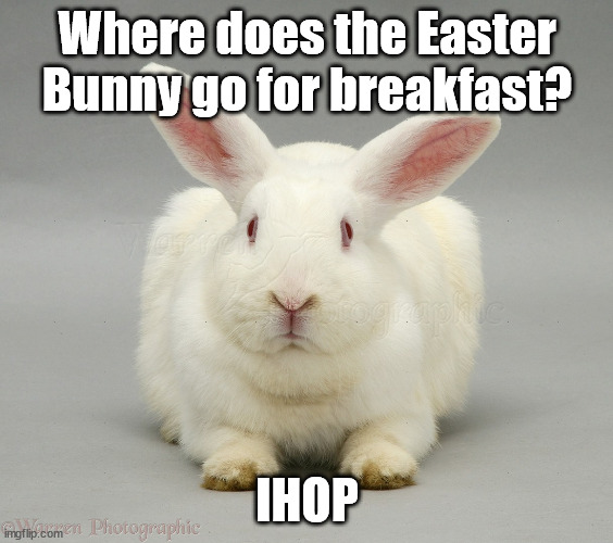Easter Dad Joke | Where does the Easter Bunny go for breakfast? IHOP | image tagged in white rabbit,easter,easter bunny,funny,humor,pun | made w/ Imgflip meme maker