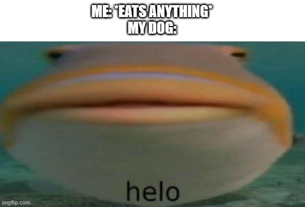 HeL0 | ME: *EATS ANYTHING*

MY DOG: | image tagged in helo | made w/ Imgflip meme maker