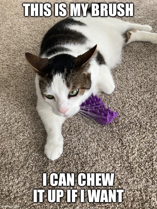 This guy wants his brush | THIS IS MY BRUSH; I CAN CHEW IT UP IF I WANT | image tagged in cats,funny cats,memes | made w/ Imgflip meme maker