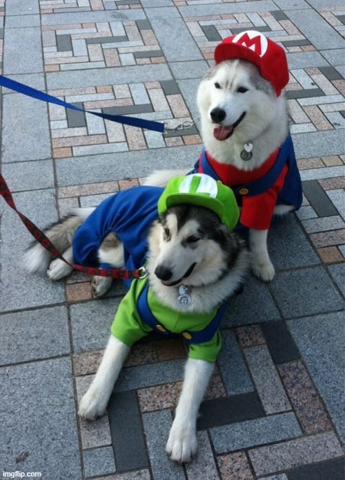Super Dog Bros. | image tagged in super mario,cosplay,dogs | made w/ Imgflip meme maker