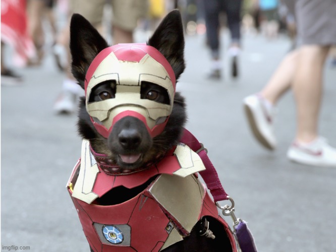 Iron Dog! | image tagged in iron man,cosplay,dogs | made w/ Imgflip meme maker