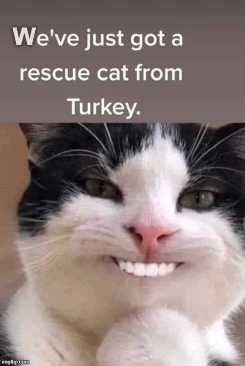 Rescue Cat | W | image tagged in turkey | made w/ Imgflip meme maker