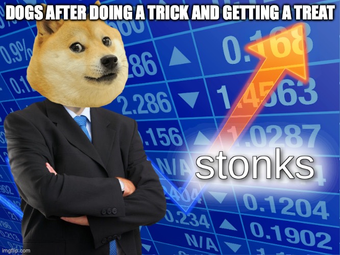 they think they're getting rich fr | DOGS AFTER DOING A TRICK AND GETTING A TREAT | image tagged in stonks,dogs | made w/ Imgflip meme maker
