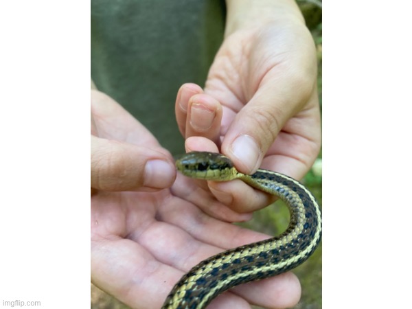 My little brother holding a snake we found | made w/ Imgflip meme maker