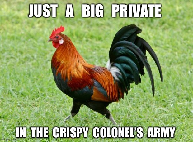 rooster | JUST   A   BIG   PRIVATE; IN  THE  CRISPY  COLONEL’S  ARMY | image tagged in rooster | made w/ Imgflip meme maker