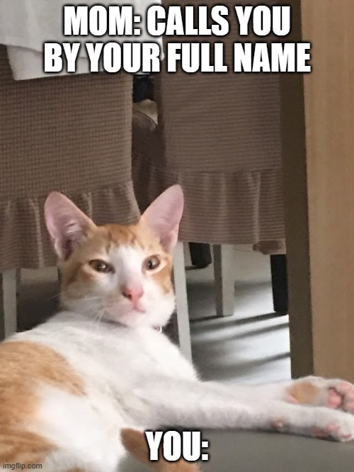 Mom Calls Your Full Name Cat | MOM: CALLS YOU BY YOUR FULL NAME; YOU: | image tagged in cats | made w/ Imgflip meme maker