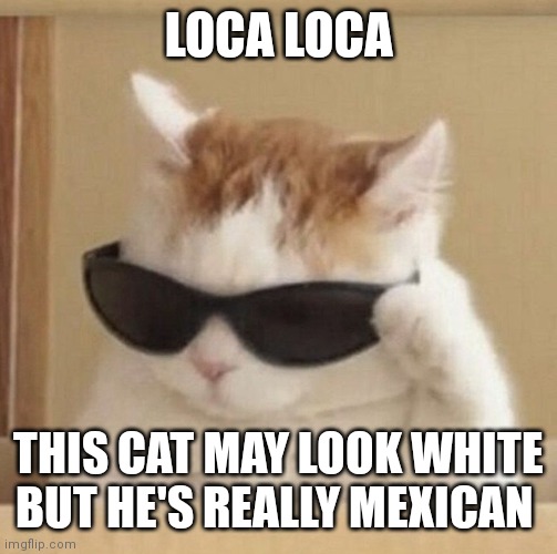 Mexican cat | LOCA LOCA; THIS CAT MAY LOOK WHITE BUT HE'S REALLY MEXICAN | image tagged in cool cat,funny memes | made w/ Imgflip meme maker