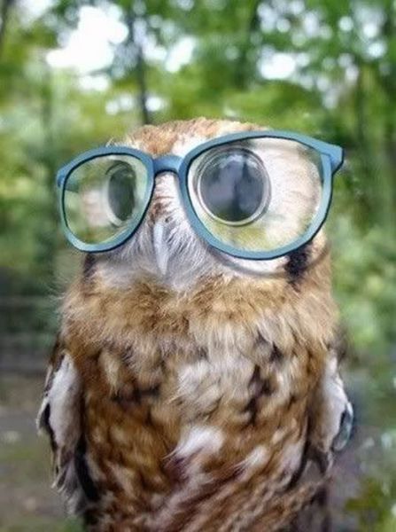 image tagged in funny,hipster,birds,owls