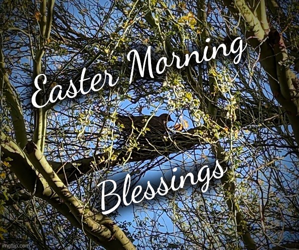 Easter Morning Blessings | Easter Morning; Blessings | image tagged in easter,blessings,dove | made w/ Imgflip meme maker