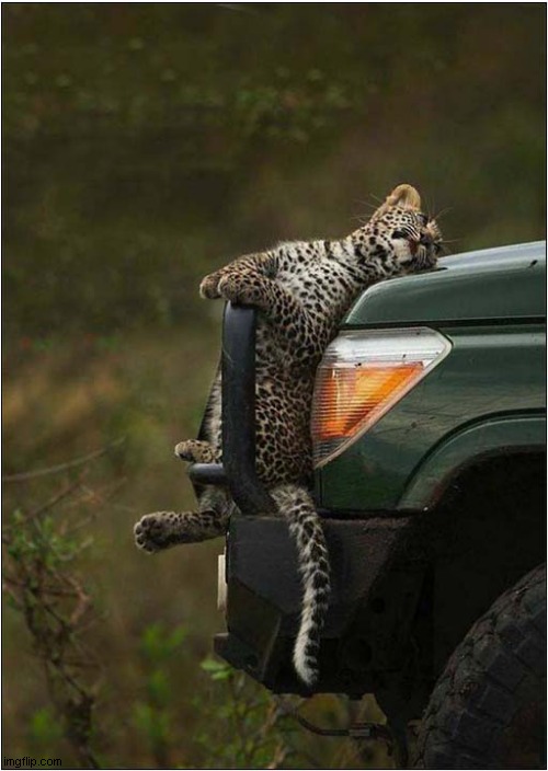 You Can Drop Me Off Anywhere Here Driver ! | image tagged in cats,leopard,taxi | made w/ Imgflip meme maker