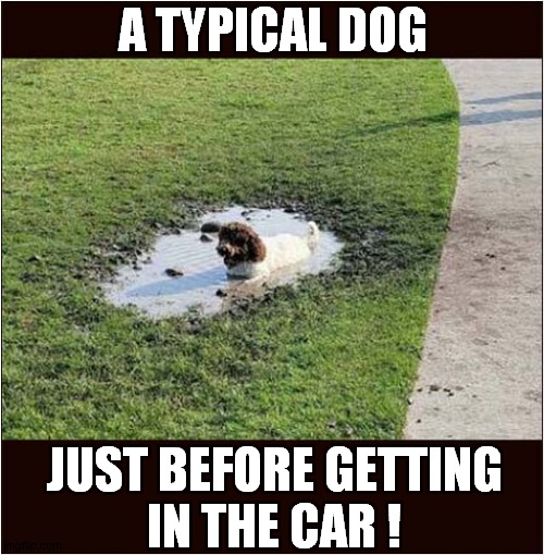 Every Walkies ! | A TYPICAL DOG; JUST BEFORE GETTING
IN THE CAR ! | image tagged in dogs,walkies,mud | made w/ Imgflip meme maker