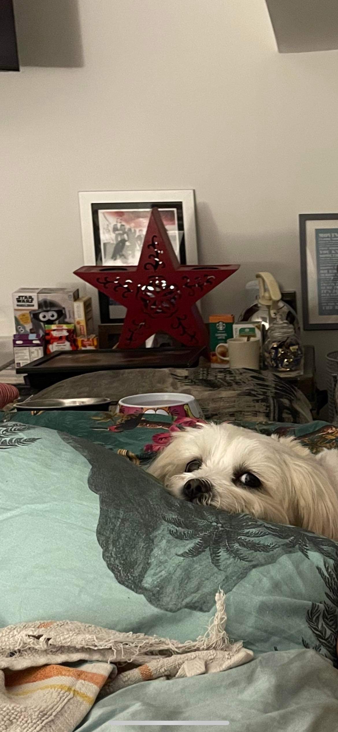 Trixie Blank Meme Template