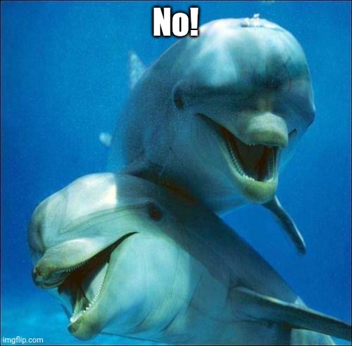 Say No! with dolphins | No! | image tagged in dolphins | made w/ Imgflip meme maker