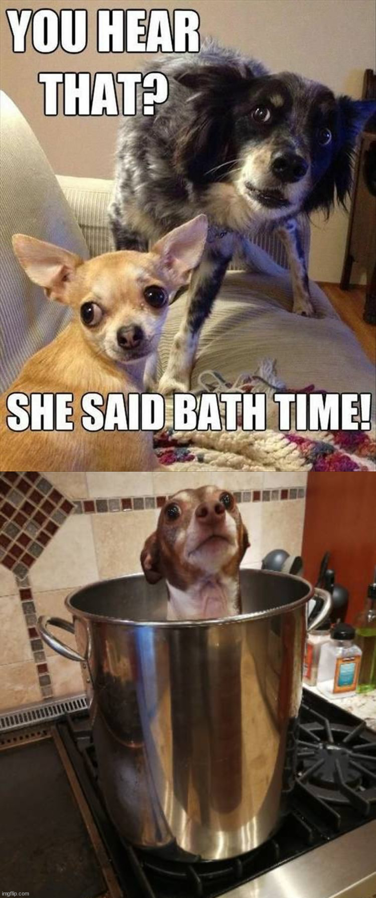 image tagged in dogs did you hear that bath time | made w/ Imgflip meme maker