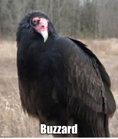 Buzzard | Buzzard | image tagged in buzzard | made w/ Imgflip meme maker